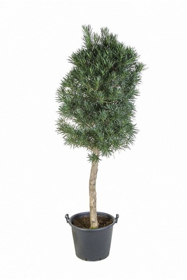 Podocarpus Pień KingSize