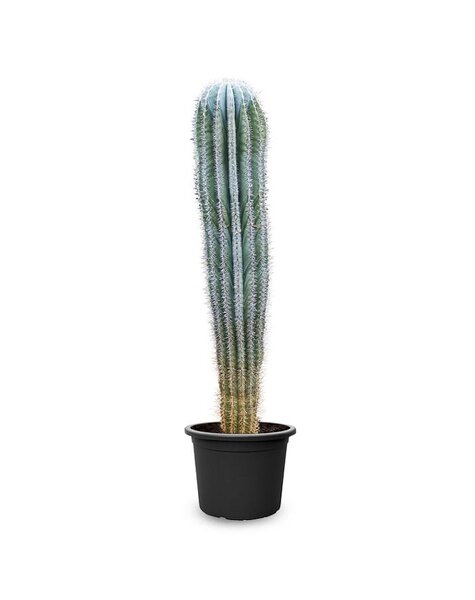Kaktus