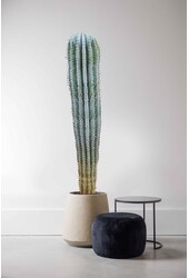 Kaktus Pachycereus KingSize