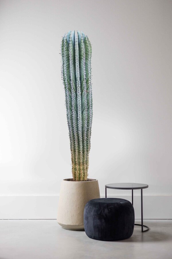 Kaktus Pachycereus KingSize