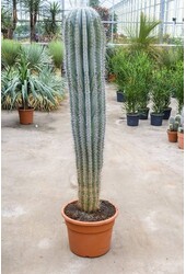 Kaktus Pachycereus KingSize