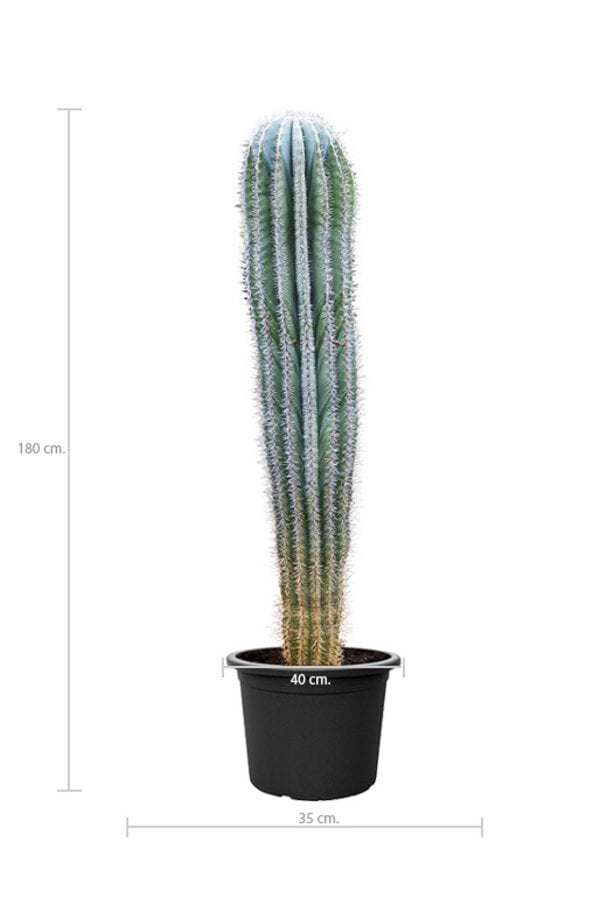 Kaktus Pachycereus KingSize