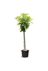 Pachira Aquatica KingSize