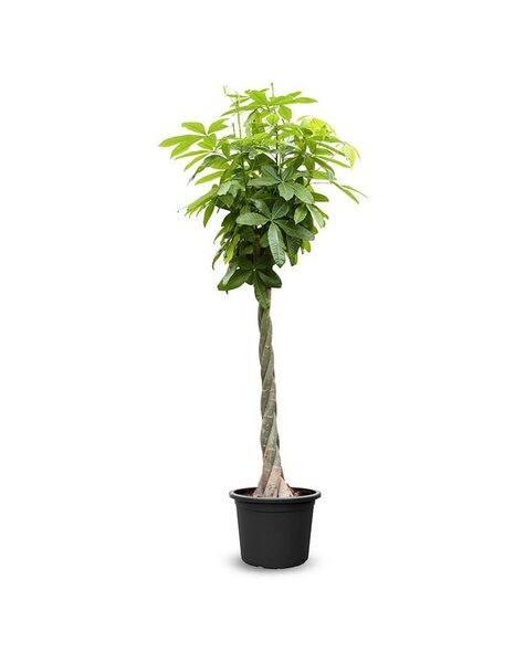 Pachira Aquatica
