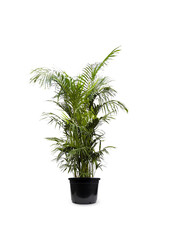 Palma Kentia KingSize