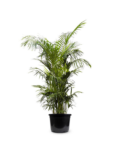 Howea Forsteriana