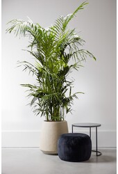 Palma Kentia KingSize