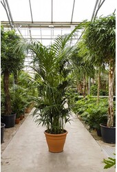Palma Kentia KingSize