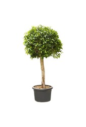 Ficus nitida KingSize