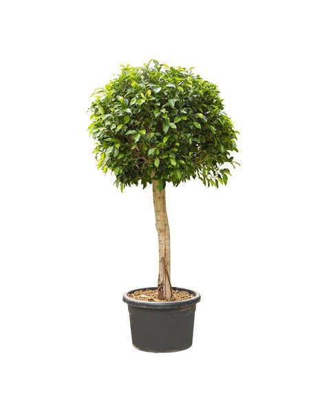 Ficus nitida