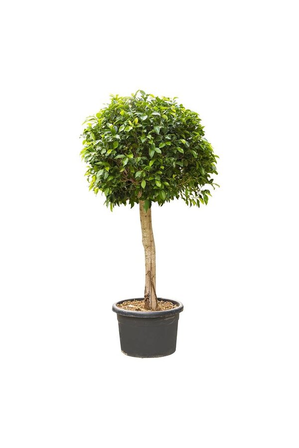 Ficus nitida KingSize