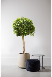 Ficus nitida KingSize