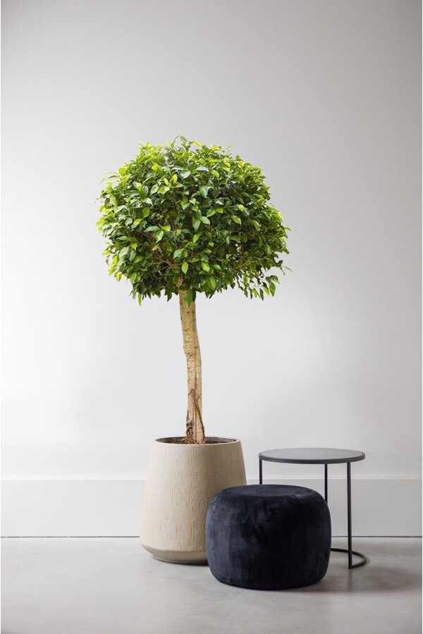 Ficus nitida KingSize