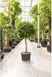 Ficus nitida KingSize