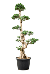 Ficus Microcarpa KingSize
