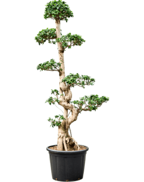 Ficus Microcarpa