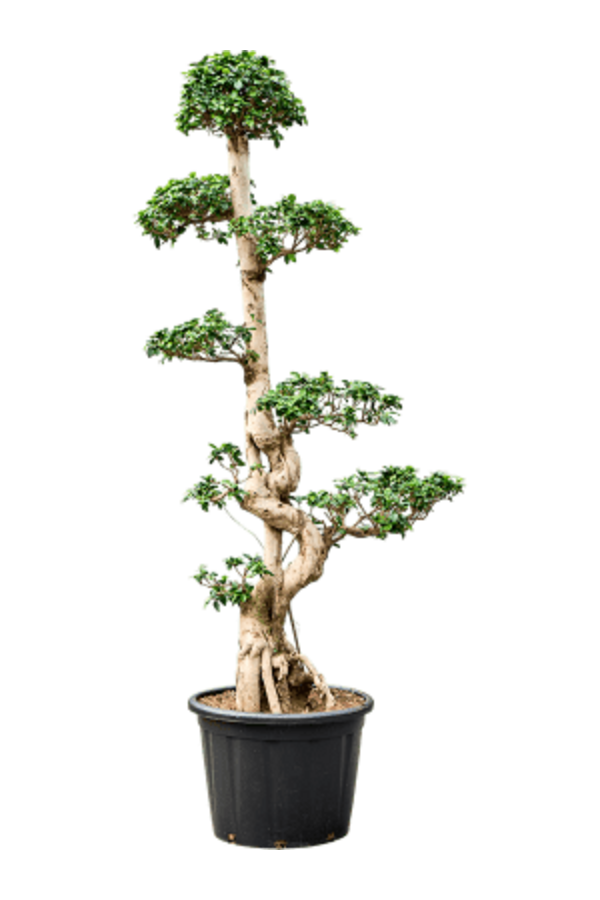Ficus Microcarpa KingSize