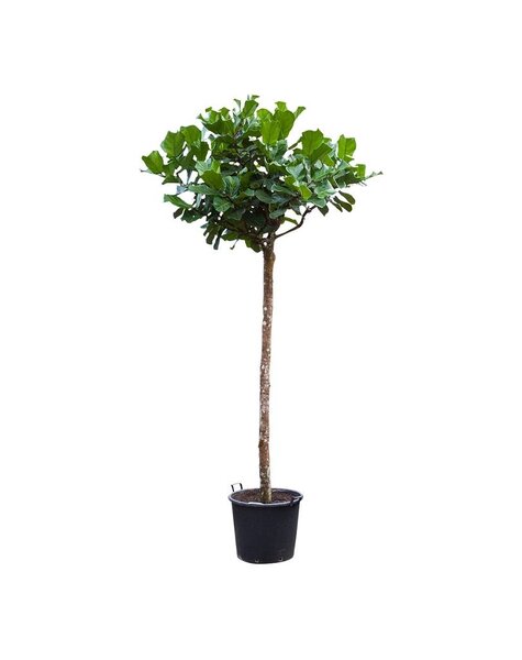 Ficus Lyrata
