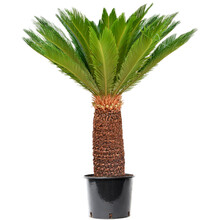 Cycas