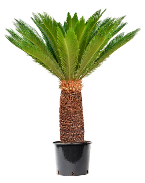 Cycas