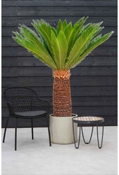 Cycas Revoluta XXL