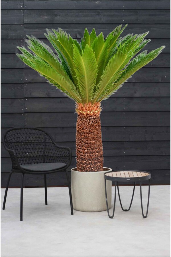 Cycas Revoluta XXL