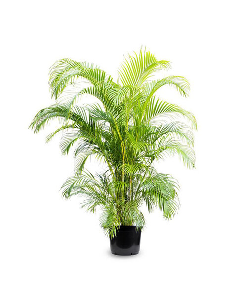 Areca