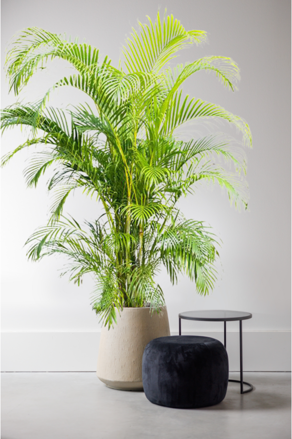Palma złota Areca KingSize