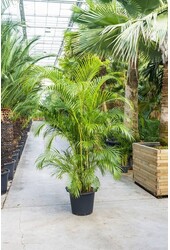 Palma złota Areca KingSize