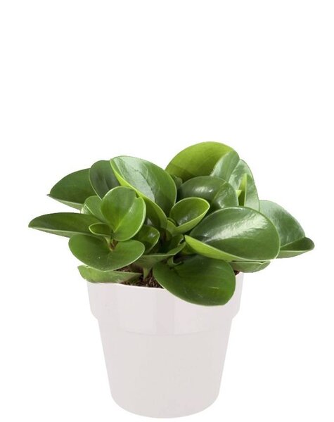 Elho Elho | Peperomia