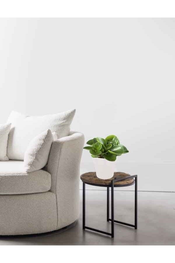 Peperomia pieprzowiec karłowaty w B.For Soft