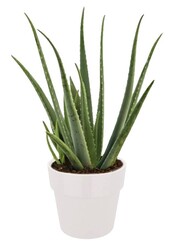Roślina Aloes Vera w Elho