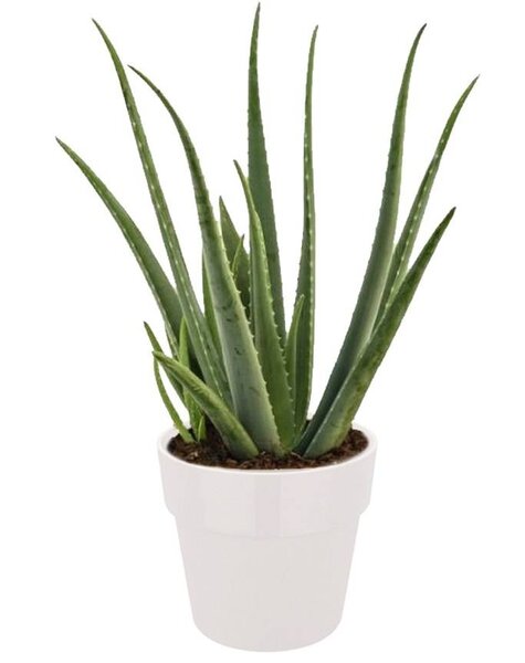 Elho Elho | Aloes