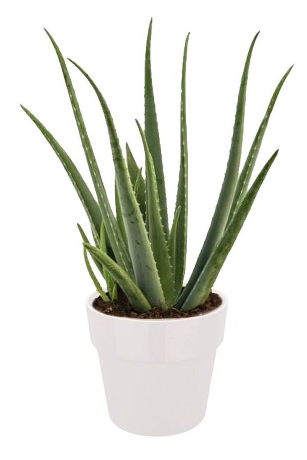 Roślina Aloes Vera w Elho