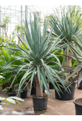 Dracena Draco Compact