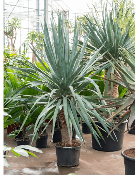 Dracena