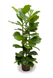 Hydroplant Ficus Lyrata