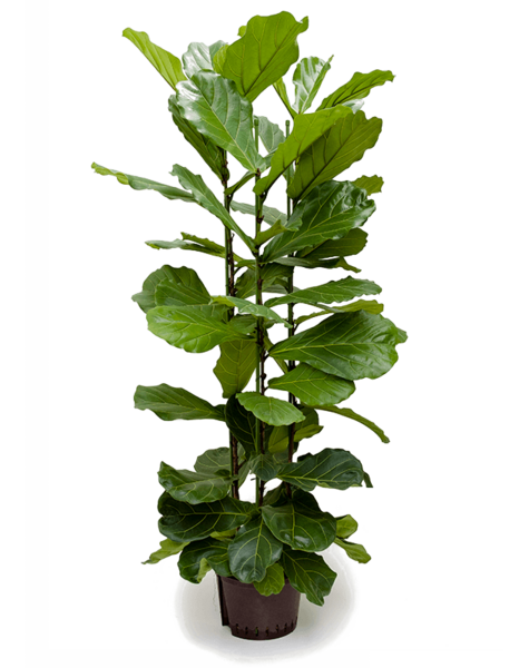 Hydroplant Ficus
