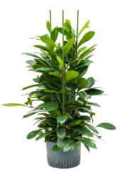 Hydroplant Ficus Cyathistipula