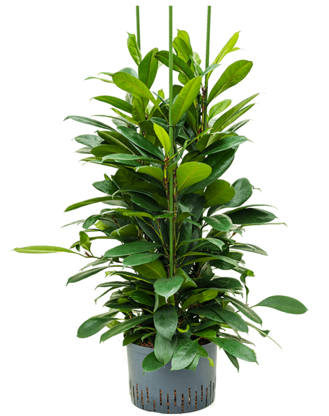 Hydroplant Ficus