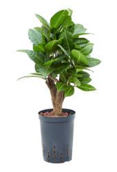 Hydro Roślina Kroton (Codiaeum) Variegatum Petra