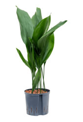 Hydroplant Aspidistra Elatior