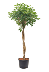 Hydroplant Schefflera Arboricola Compacta