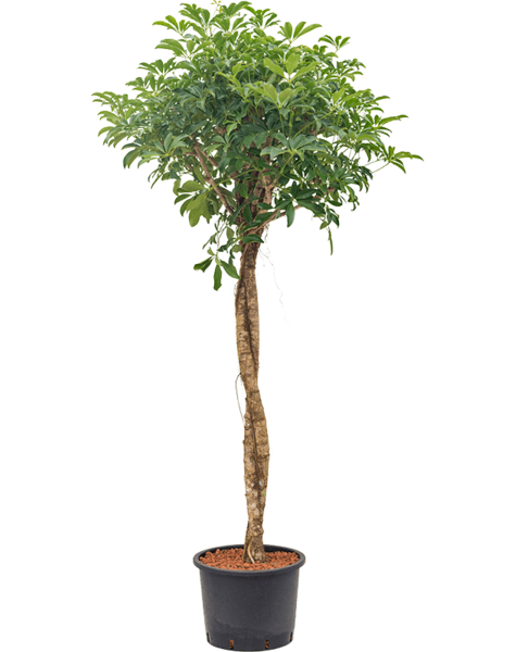 Hydroplant Schefflera