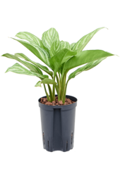 Hydroplant Aglaonema Stripes