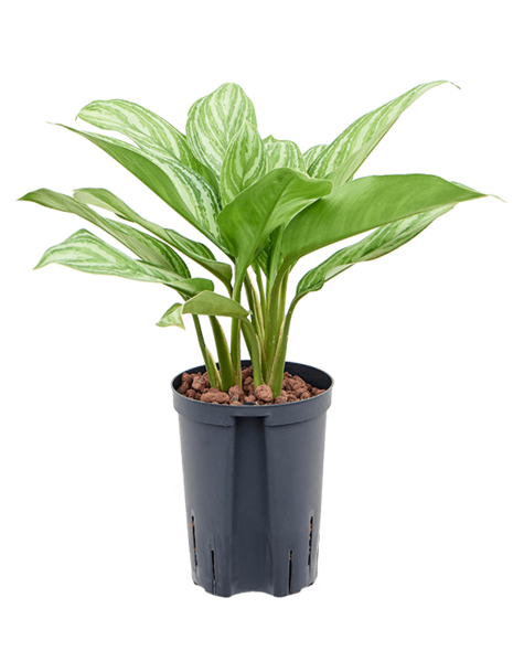 Hydroplant Aglaonema