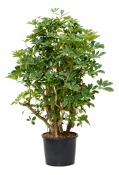 Hydroplant Szeflera Arboricola Gold Capella