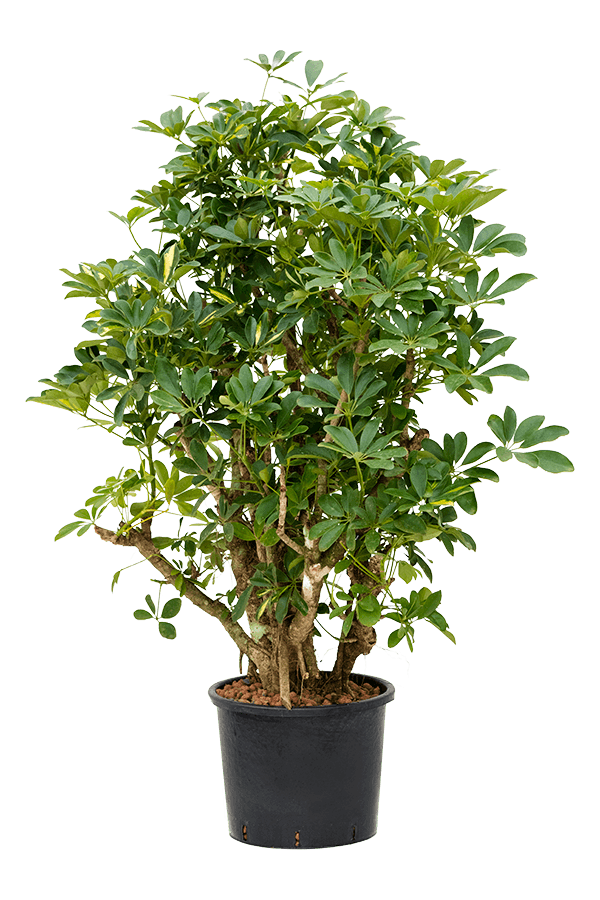 Hydroplant Szeflera Arboricola Gold Capella