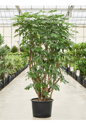 Hydroplant Schefflera Arboricola Compacta