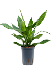 Hydroplant Dracena Fragrans Janet Lind